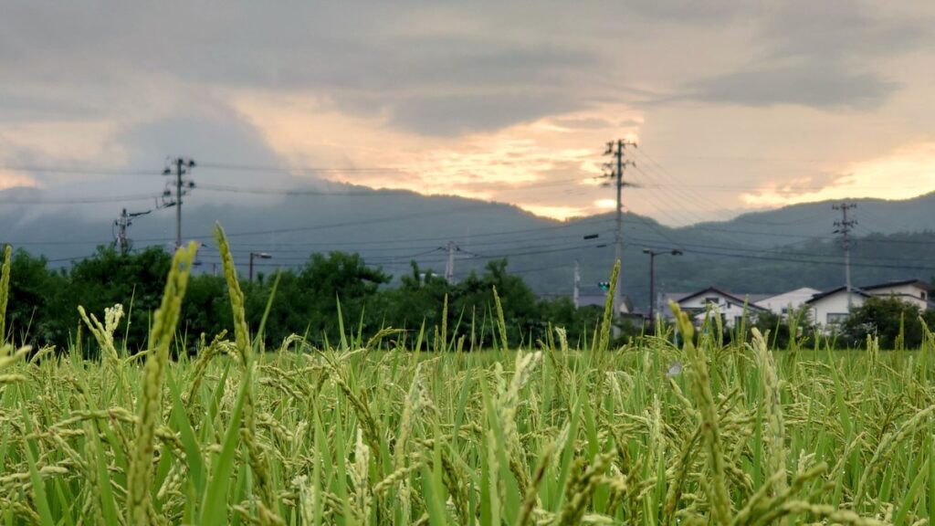 夕暮れの田んぼ