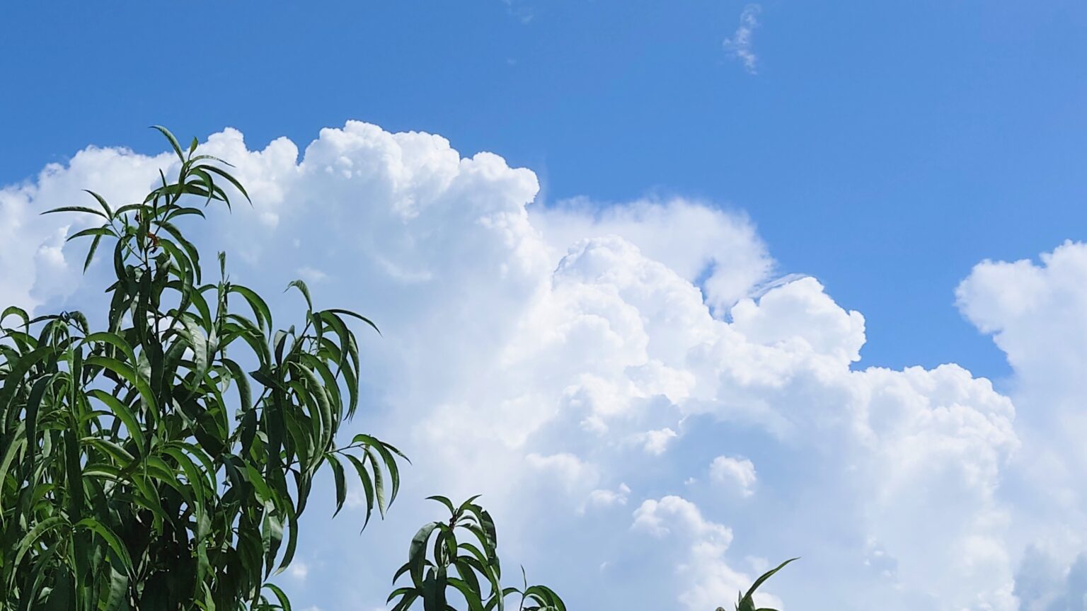 福島の夏